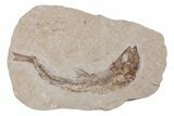 Bargain, Cretaceous Fossil Fish - Lebanon #218821-1